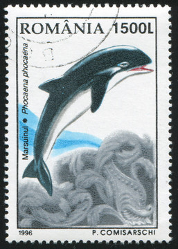 海豚