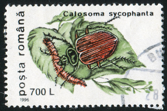 黑廣sycophanta