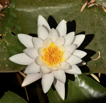 白水禮來(lái)北京中國(guó)