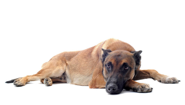 馬里努阿犬