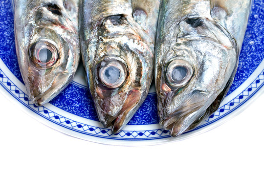 金槍魚