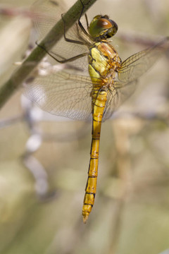 紅色斑紋（sympetrum fonscolombii）