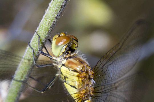 紅色斑紋（sympetrum fonscolombii）