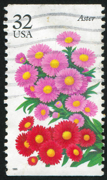 紫菀花