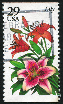 百合花