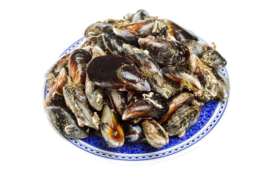 貽貝類