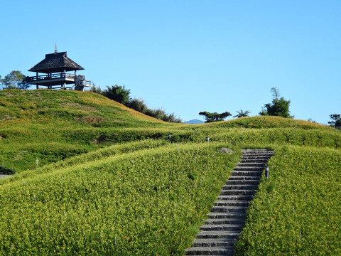 黃花菜在六十石頭山