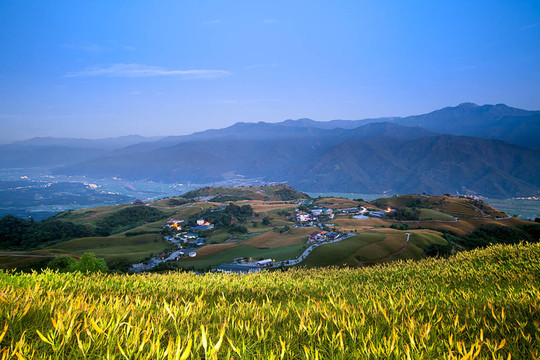 黃花菜在六十石頭山