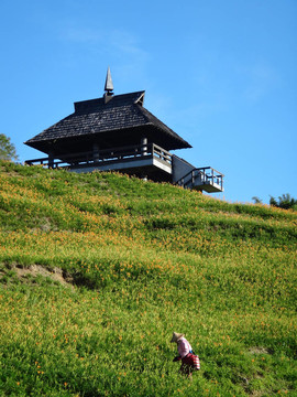 黃花菜在六十石頭山
