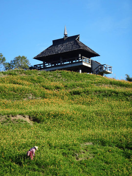 黃花菜在六十石頭山