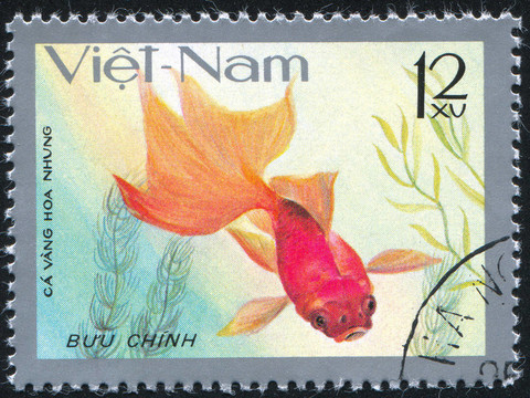 金魚