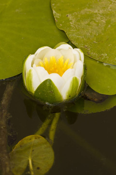 百合花池塘