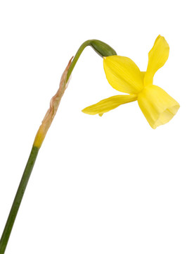 干和黃水仙的花