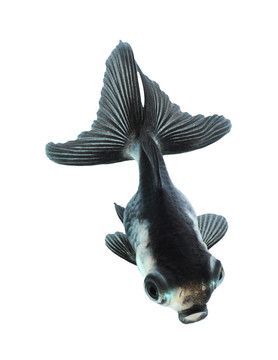 白金魚