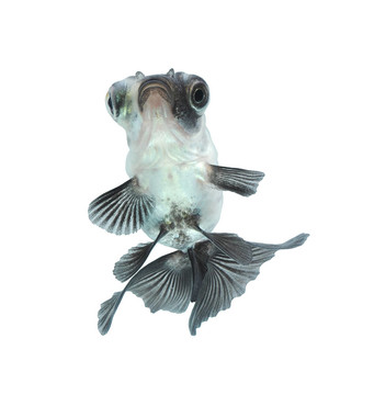 白金魚
