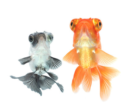 白金魚