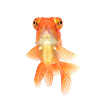 白金魚