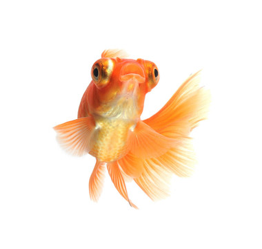 白金魚