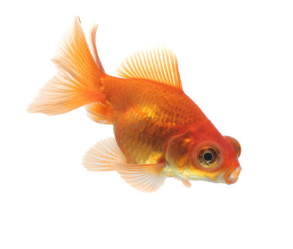 白金魚