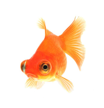 白金魚