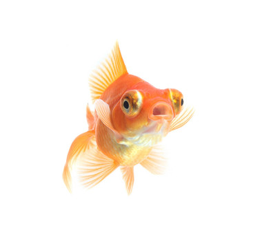 白金魚