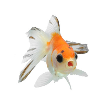 白色金魚