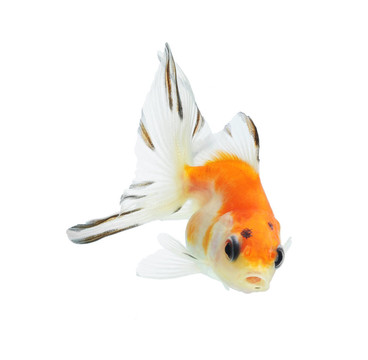 白色金魚