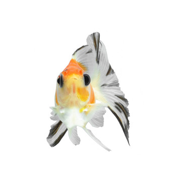 白色金魚