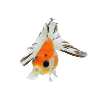 白色金魚