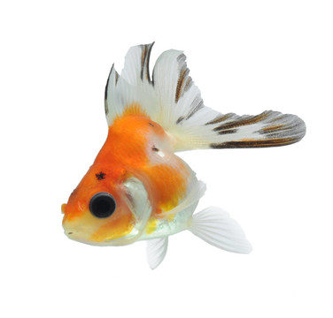 白色金魚