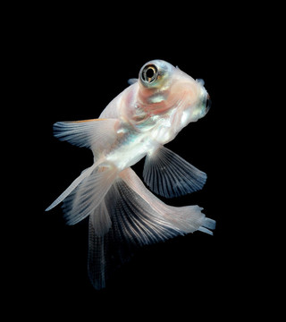 黑底白金魚