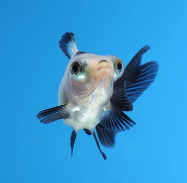 藍色背景的金魚