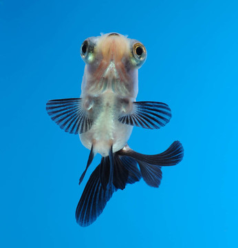 藍(lán)色背景的金魚