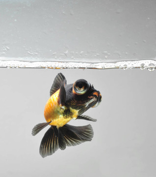 金魚游泳