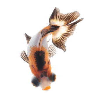 花式金魚頂視圖隔離