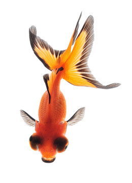 金魚俯視白色