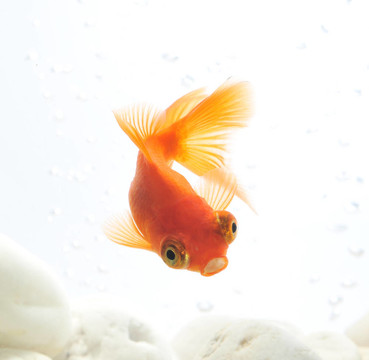 金魚在魚缸里