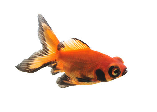 金魚在魚缸里