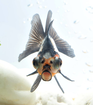 有趣的金魚