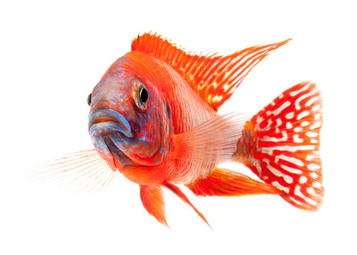 紅麗魚；紅孔雀