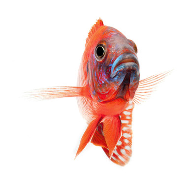 紅麗魚(yú)；紅孔雀