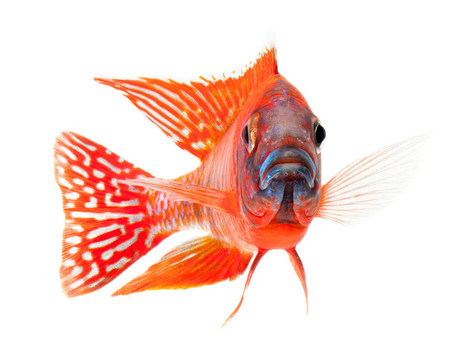 紅麗魚；紅孔雀
