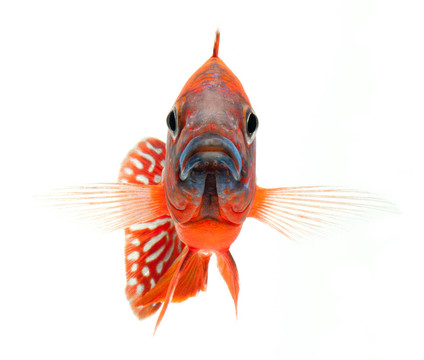 紅麗魚；紅孔雀