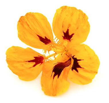 一種金蓮花黃色的花