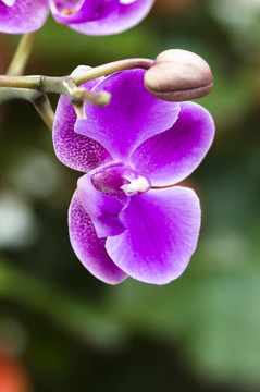 蘭花花特寫