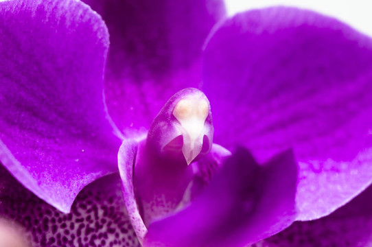 蘭花花特寫