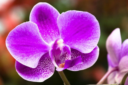 蘭花花特寫