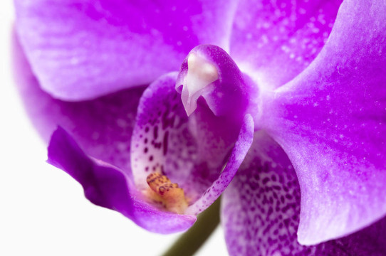 蘭花花在白色上