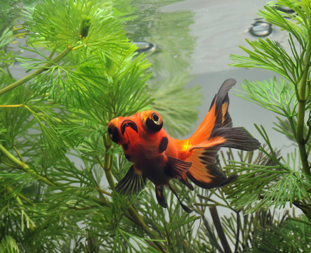 金魚在魚缸里