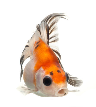 白色金魚